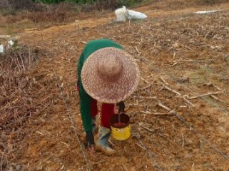 TANAM JAGUNG : Para petani ketika melaksanakan penanaman benih jagung varietas Garuda, Sabtu, 2 Mei 2026.