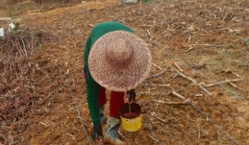 TANAM JAGUNG : Para petani ketika melaksanakan penanaman benih jagung varietas Garuda, Sabtu, 2 Mei 2026.