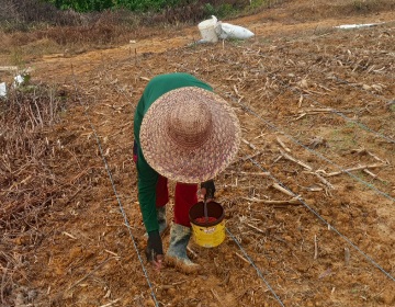 TANAM JAGUNG : Para petani ketika melaksanakan penanaman benih jagung varietas Garuda, Sabtu, 2 Mei 2026.