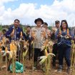 TUNJUKKAN : Sejumlah pihak ketika menunjukkan hasil panen jagung hibrida, di Lahan Dinas Polres Gumas, Sabtu, 16 Mei 2026.
