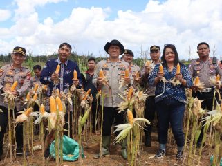 TUNJUKKAN : Sejumlah pihak ketika menunjukkan hasil panen jagung hibrida, di Lahan Dinas Polres Gumas, Sabtu, 16 Mei 2026.