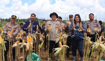 TUNJUKKAN : Sejumlah pihak ketika menunjukkan hasil panen jagung hibrida, di Lahan Dinas Polres Gumas, Sabtu, 16 Mei 2026.