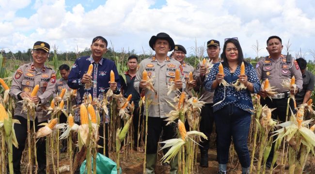 TUNJUKKAN : Sejumlah pihak ketika menunjukkan hasil panen jagung hibrida, di Lahan Dinas Polres Gumas, Sabtu, 16 Mei 2026.