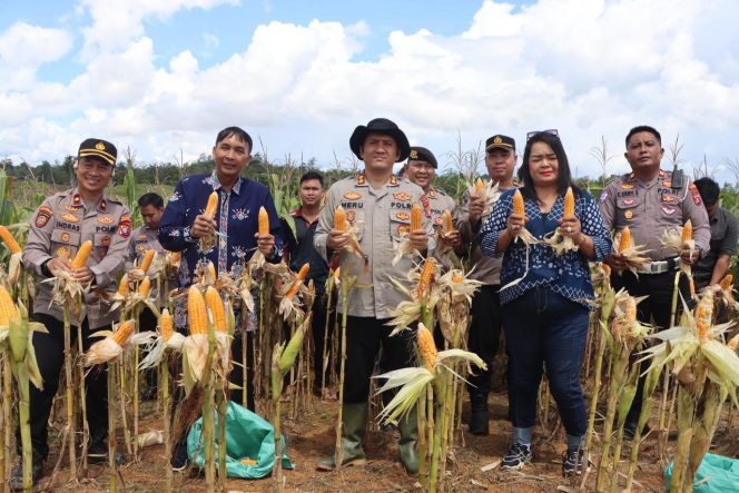 
					TUNJUKKAN : Sejumlah pihak ketika menunjukkan hasil panen jagung hibrida, di Lahan Dinas Polres Gumas, Sabtu, 16 Mei 2026.