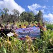 PANEN : Suasana pelaksanaan panen jagung hibrida kuartal I tahun 2026, di lahan Desa Batu Puter, Kecamatan Rungan Hulu, Kamis, 21 Mei 2026.