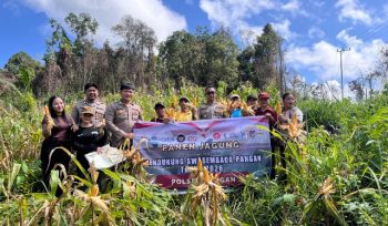 PANEN : Suasana pelaksanaan panen jagung hibrida kuartal I tahun 2026, di lahan Desa Batu Puter, Kecamatan Rungan Hulu, Kamis, 21 Mei 2026.