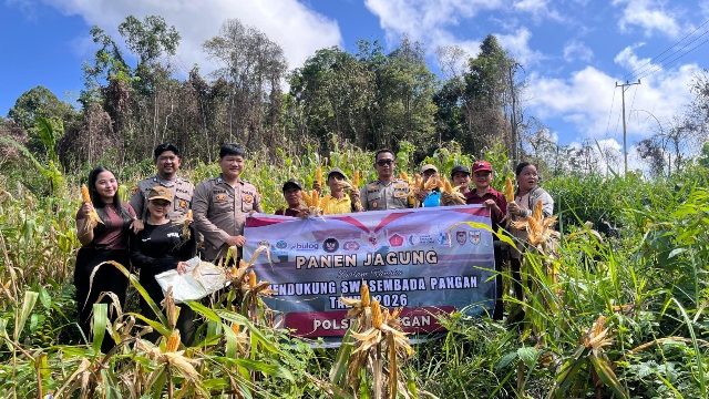 PANEN : Suasana pelaksanaan panen jagung hibrida kuartal I tahun 2026, di lahan Desa Batu Puter, Kecamatan Rungan Hulu, Kamis, 21 Mei 2026.