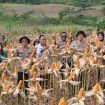 PANEN : Suasana pelaksanaan panen jagung di lahan dinas Polres Gumas, Rabu, 10 Juni 2026.