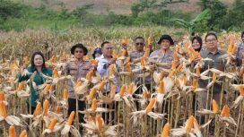PANEN : Suasana pelaksanaan panen jagung di lahan dinas Polres Gumas, Rabu, 10 Juni 2026.