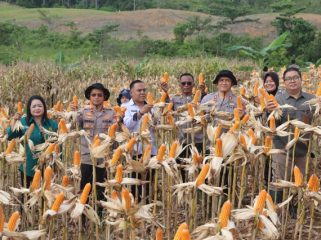 PANEN : Suasana pelaksanaan panen jagung di lahan dinas Polres Gumas, Rabu, 10 Juni 2026.