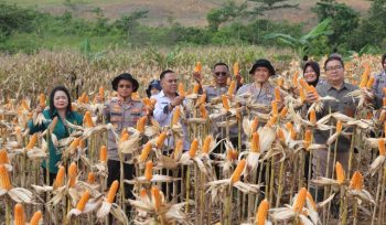 PANEN : Suasana pelaksanaan panen jagung di lahan dinas Polres Gumas, Rabu, 10 Juni 2026.
