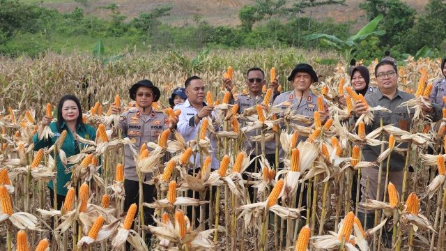PANEN : Suasana pelaksanaan panen jagung di lahan dinas Polres Gumas, Rabu, 10 Juni 2026.