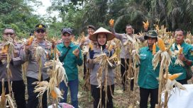 PANEN : Kapolres Gumas AKBP Arum Sari Puspita Dewi, S.H, S.I.K, M.A, didampingi Kapolsek Kahut Iptu Muhammad Fajar Sidiq, S.Tr.K, M.H, ketika melakukan panen jagung, Senin, 10 Agustus 2026.