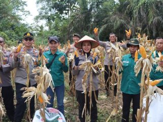 PANEN : Kapolres Gumas AKBP Arum Sari Puspita Dewi, S.H, S.I.K, M.A, didampingi Kapolsek Kahut Iptu Muhammad Fajar Sidiq, S.Tr.K, M.H, ketika melakukan panen jagung, Senin, 10 Agustus 2026.