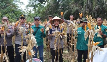 PANEN : Kapolres Gumas AKBP Arum Sari Puspita Dewi, S.H, S.I.K, M.A, didampingi Kapolsek Kahut Iptu Muhammad Fajar Sidiq, S.Tr.K, M.H, ketika melakukan panen jagung, Senin, 10 Agustus 2026.
