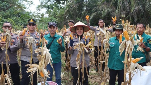 PANEN : Kapolres Gumas AKBP Arum Sari Puspita Dewi, S.H, S.I.K, M.A, didampingi Kapolsek Kahut Iptu Muhammad Fajar Sidiq, S.Tr.K, M.H, ketika melakukan panen jagung, Senin, 10 Agustus 2026.