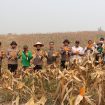 PANEN : Kapolres Gunung Mas (Gumas) AKBP Arum Sari Puspita Dewi, S.H, S.I.K, M.A, didampingi 
Kapolsek Kurun Ipda Dhafi Kurnia Yudistira, S.Tr.K,  Kepala Dinas Pertanian Aryantoni, S.St.Pi, M.Si, PPL, personel Polsek Kurun dan anggota Poktan Sari Bumi, ketika melakukan panen jagung hibrida, di lahan binaan Polsek Kurun, Desa Tanjung Riu, Kecamatan Kurun, Rabu, 19 Agustus 2026.