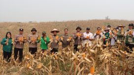 PANEN : Kapolres Gunung Mas (Gumas) AKBP Arum Sari Puspita Dewi, S.H, S.I.K, M.A, didampingi 
Kapolsek Kurun Ipda Dhafi Kurnia Yudistira, S.Tr.K,  Kepala Dinas Pertanian Aryantoni, S.St.Pi, M.Si, PPL, personel Polsek Kurun dan anggota Poktan Sari Bumi, ketika melakukan panen jagung hibrida, di lahan binaan Polsek Kurun, Desa Tanjung Riu, Kecamatan Kurun, Rabu, 19 Agustus 2026.