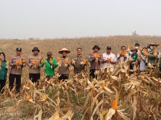 PANEN : Kapolres Gunung Mas (Gumas) AKBP Arum Sari Puspita Dewi, S.H, S.I.K, M.A, didampingi 
Kapolsek Kurun Ipda Dhafi Kurnia Yudistira, S.Tr.K,  Kepala Dinas Pertanian Aryantoni, S.St.Pi, M.Si, PPL, personel Polsek Kurun dan anggota Poktan Sari Bumi, ketika melakukan panen jagung hibrida, di lahan binaan Polsek Kurun, Desa Tanjung Riu, Kecamatan Kurun, Rabu, 19 Agustus 2026.