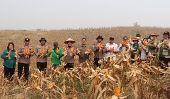 PANEN : Kapolres Gunung Mas (Gumas) AKBP Arum Sari Puspita Dewi, S.H, S.I.K, M.A, didampingi 
Kapolsek Kurun Ipda Dhafi Kurnia Yudistira, S.Tr.K,  Kepala Dinas Pertanian Aryantoni, S.St.Pi, M.Si, PPL, personel Polsek Kurun dan anggota Poktan Sari Bumi, ketika melakukan panen jagung hibrida, di lahan binaan Polsek Kurun, Desa Tanjung Riu, Kecamatan Kurun, Rabu, 19 Agustus 2026.