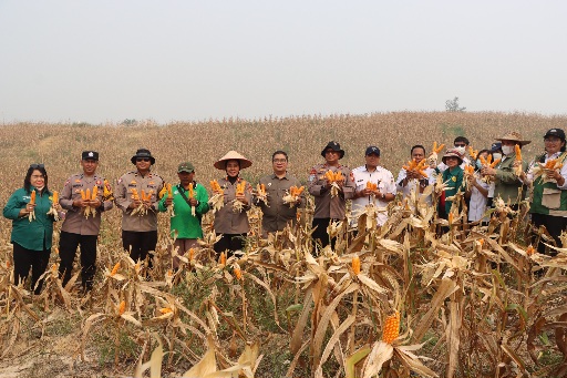PANEN : Kapolres Gunung Mas (Gumas) AKBP Arum Sari Puspita Dewi, S.H, S.I.K, M.A, didampingi 
Kapolsek Kurun Ipda Dhafi Kurnia Yudistira, S.Tr.K,  Kepala Dinas Pertanian Aryantoni, S.St.Pi, M.Si, PPL, personel Polsek Kurun dan anggota Poktan Sari Bumi, ketika melakukan panen jagung hibrida, di lahan binaan Polsek Kurun, Desa Tanjung Riu, Kecamatan Kurun, Rabu, 19 Agustus 2026.